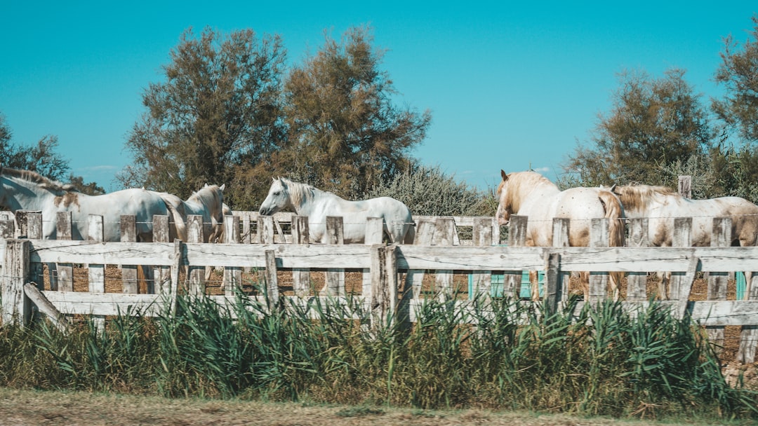 Chevaux blancs en Camargue sous une lumière de fin de journée