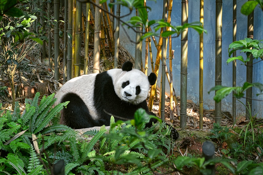 Panda géant assis en train de mâcher une tige de bambou dans son enclos