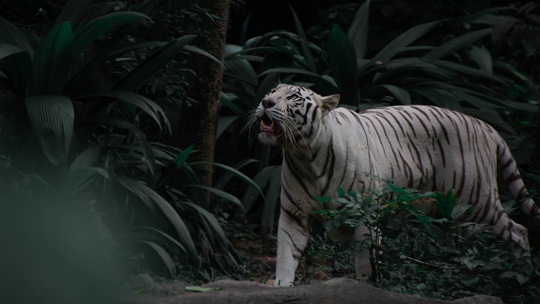 Tigre blanc marchant le long d'un point d'eau dans un grand enclos boisé