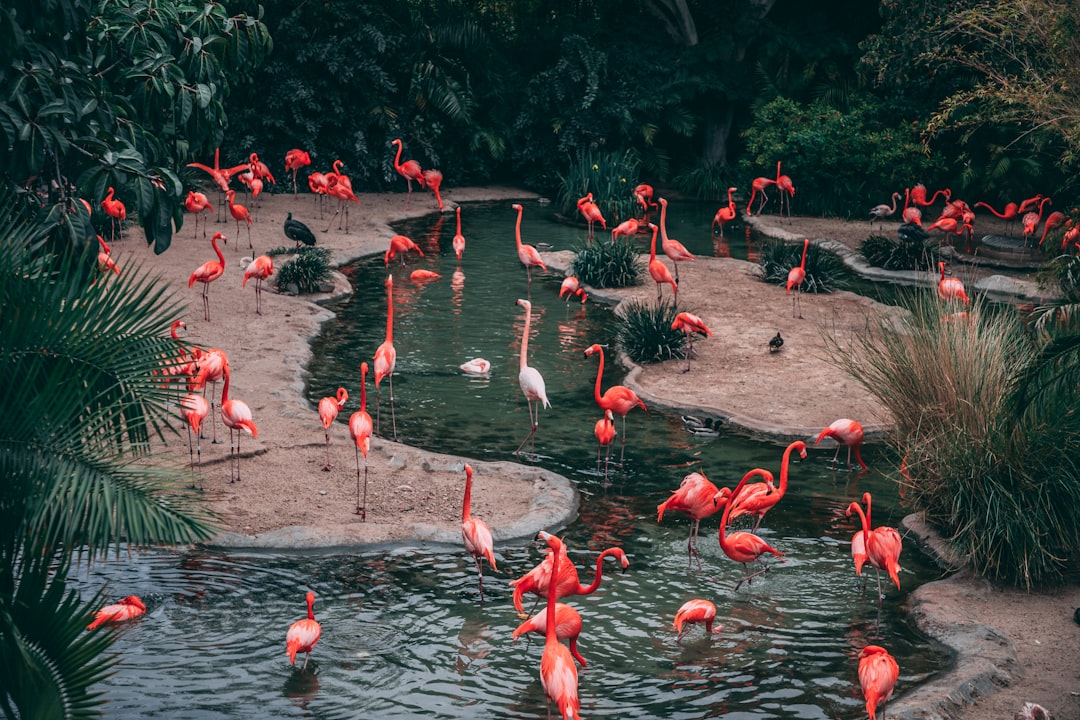 Groupe de flamants roses dans un bassin planté sous une végétation dense